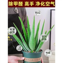 �J�C���ԾGֲ�����ȩ�����՚��aˮʳ�����ݎ������J�C�玧���Ժ�