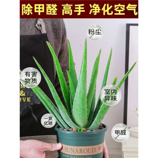 �J�C���ԾGֲ�����ȩ�����՚��aˮʳ�����ݎ������J�C�玧���Ժ�