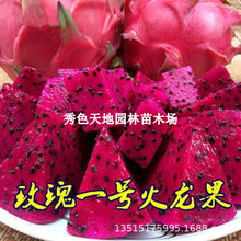 红心火龙果苗盆栽玫瑰一号桂红龙大红龙燕窝黄皮火龙果树苗带根
