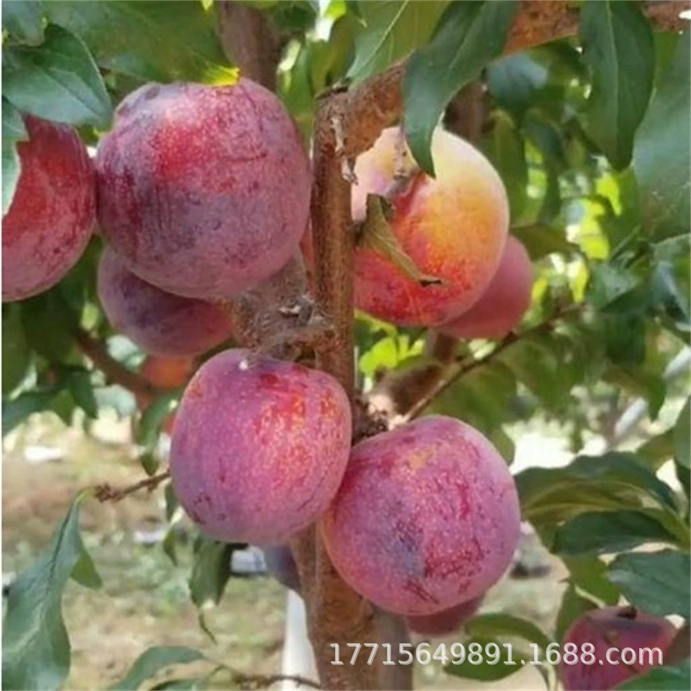 Саженцы сливы Цюдзи Очень мягкие и ломкие августовские саженцы сливы Плодовые саженцы Саженцы сливы Цюдзи Южные и северные виды