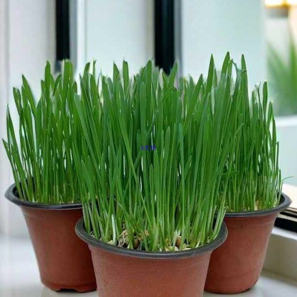 The Cat Grass Has Grown Well, the Potted Plants Have Been Planted with Wheat Seeds, Hydroponic Hair Ball Slices, Kitten Snacks, Hair Ball Removal Supplies