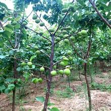 一件代发嫁接杏树苗特大早熟甜杏子树苗南方北方种植盆栽地栽果树