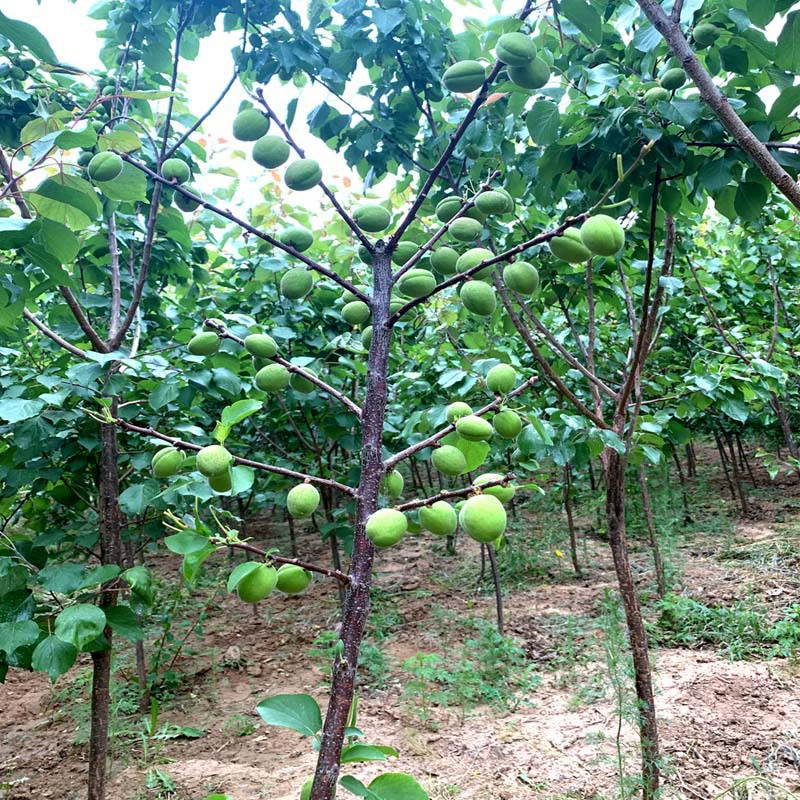 Дропшиппинг саженцев абрикоса, очень крупные раннеспелые саженцы сладкого абрикоса, фруктовые деревья в горшках и в земле для посадки в южных и северных районах.