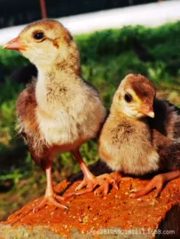 羽毛、羽绒;皮毛工艺品;其他工艺品