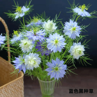 [Black Seed Flowers] Yunnan Kunming Base Direct Sales Wholesale Home Wedding Flowers Wedding Versatile Decoration