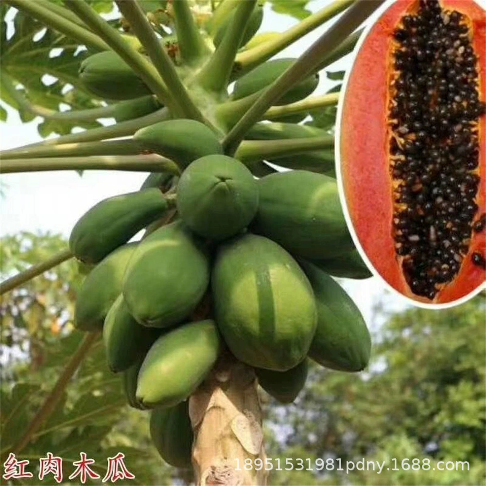 Фрукты Рассада Каменный сахар Сердце Папайя Рассада Карлик Красное сердце Результаты четырех сезонов Южная Посадка в горшках Балкон Результаты года