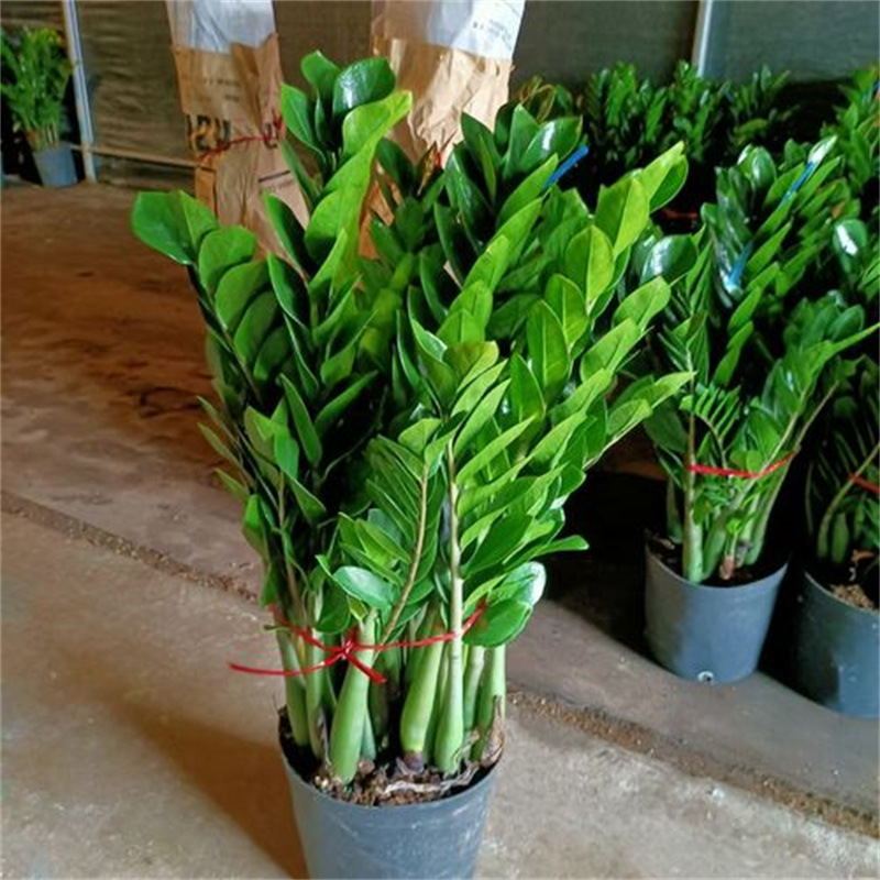 Money Tree Potted Indoor Plant for Living Room, Fortune-Attracting Green Plant, Money Tree Bonsai, Easy-To-Care-For Plant Money Tree Potted Indoor Plant for Living Room, Fortune-Attracting Green Plant, Money Tree Bonsai, Easy-To-Care-For Plant