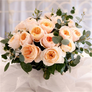 Juliet Flower Cutting Seedlings, Light Fragrance, Upright, Classic Flower Shape, Cut Flowers, Juliet Austin Rose Seedlings, Potted Plants