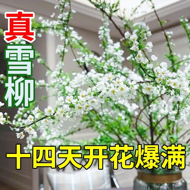 雪柳水培植物鲜枝带花苞水养鲜切花云南鲜花基地直发室内好养绿植