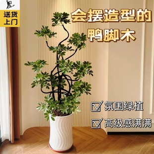 �������_ľ�͏d����ľ�Z�Ʋ�����҃ȾGֲ�������ļ������滨ֲ��