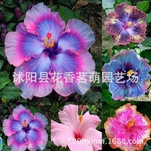 ܽ�طN�������ձ����ؿ��� ͥԺ�̨���ذ� ܽ��ɺ����