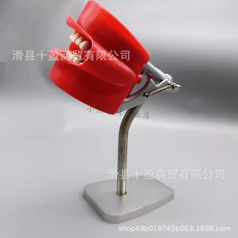 口腔シミュレーション練習頭型歯模型口腔歯科教育材料器械型歯模型練習型