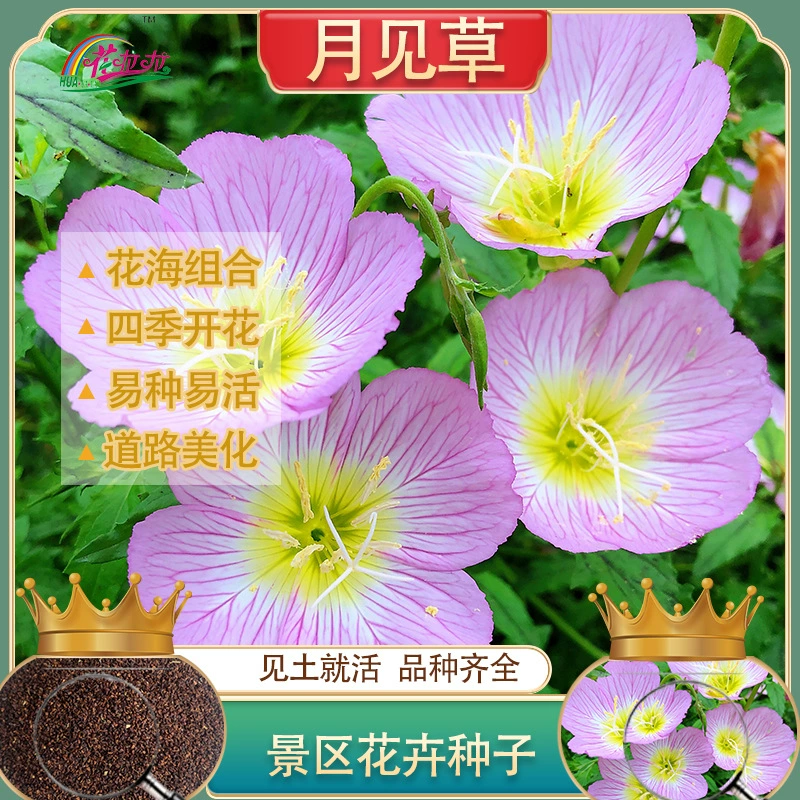 Семена вечнозеленой примулы, семена ночной жасминовой примулы, семена цветов вечнозеленой примулы, смесь семян полевых цветов, календула