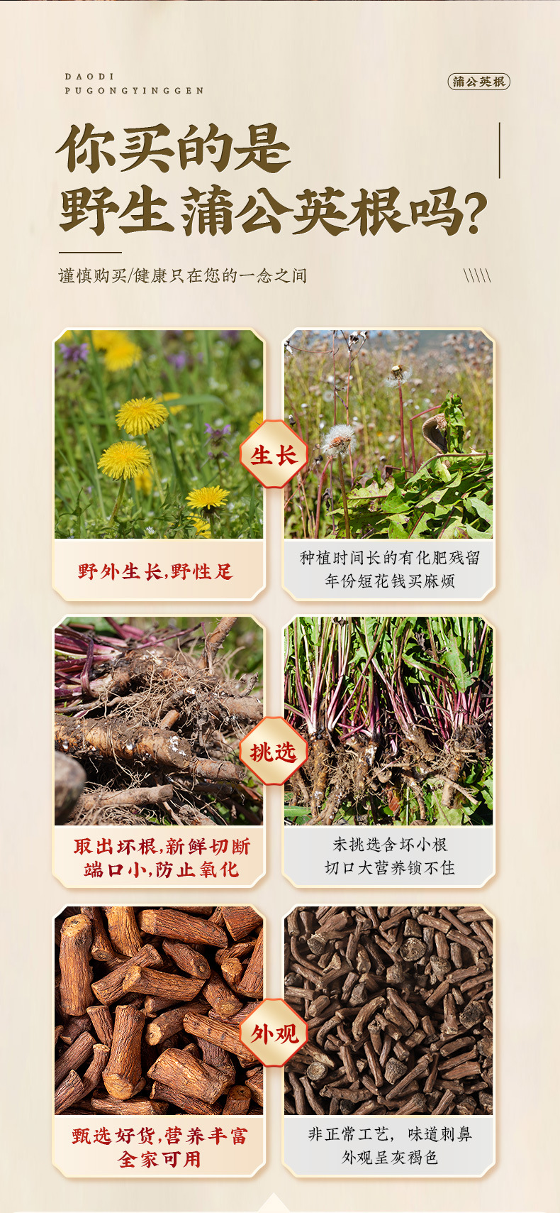 Wild Dandelion Root Tea Pu Gong Ying 30g Roasted Herbal Tea with Rose 40g key features
