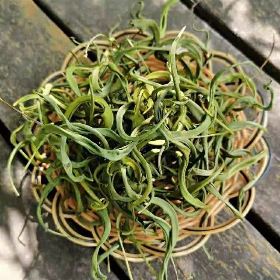 Shen Jing Cao Kidney Essence Herb Dried Ren Jing Cao Traditional Herbal Tea Loose Dried Herb specifications