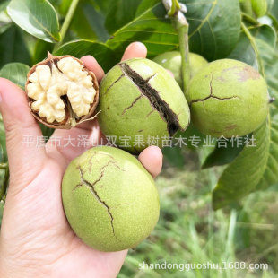 �޽�����8518�|��һ̖���r��֦ɽ�|�������l��Ƥ���Ҙ�����ҷNֲ