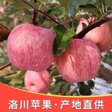 冰糖心蘋果產地發貨陝西洛川紅富士水果新鮮現摘10/5工廠代發廠