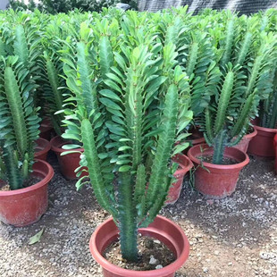 �����ƶ���ֲ���߲������������Ƿ�ݗ������ȩ�͏d�҃Ȼ�������