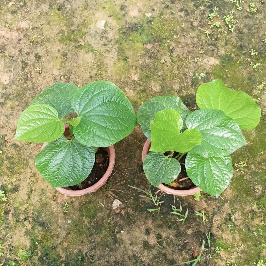 2402 Детская база Оптовая поставка поддельных мешков в горшке