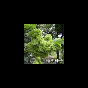 Forest Tree Seeds, Elm Seeds, White Elm Seeds, Home Elm, Elm Money Tree Seeds, Golden Leaf Elm, Elm Seeds