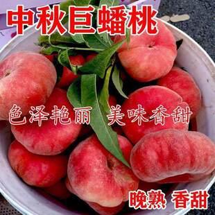 �޽��Ҙ��������������Ҙ��箔��Y���ͺ��ͺ��ϱ����Nֲ������