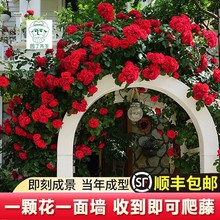 һ�����l�ٱ��¼��ش��������Nޱ�������ͥԺ�e���ļ��_������