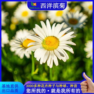 西洋濱菊圖片 海量高清西洋濱菊圖片大全 阿里巴巴