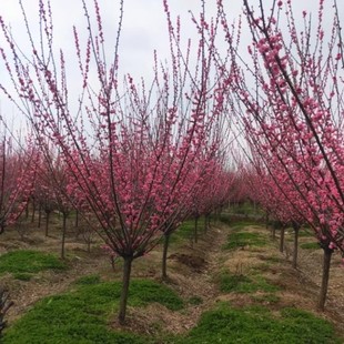 һ�����l÷������ԭ���޽��D÷�t�G÷��÷��ɰ÷����÷ͥԺ�҃���