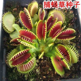 捕蝇种子食人花猪笼盆栽食虫植物食蝇种子室内阳台四季易种