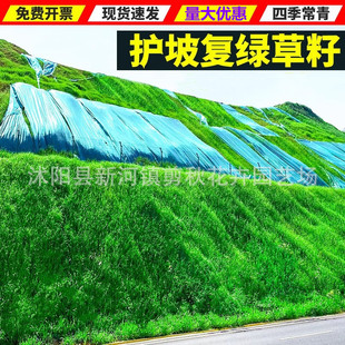 Lawn Grass Seeds, Dog Tooth Root, Slope Protection, Soil Stabilization, Greening Turf, Alpine Meadow Grass, Rye Grass, Trample-Resistant Ground Cover Grass