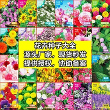 源头厂家批发花种各种花卉种子四季播盆栽阳台庭院花种子籽大全