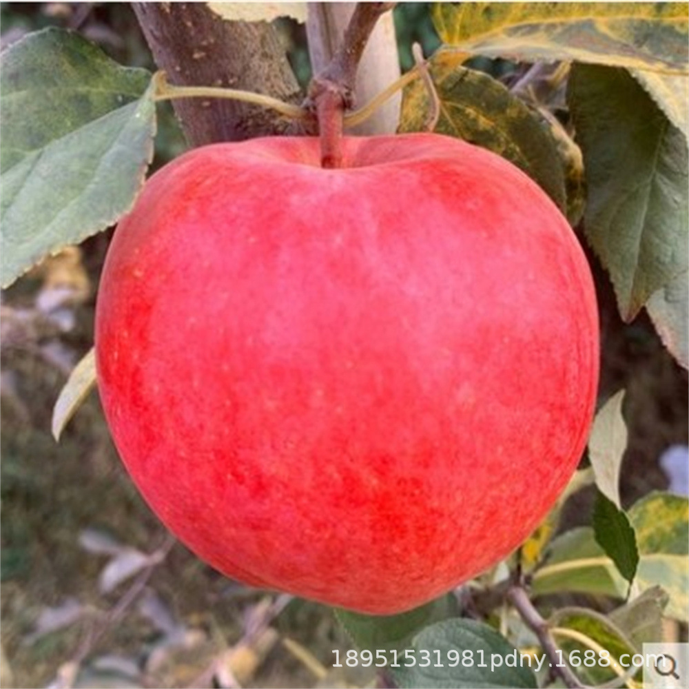 鲁丽富藤一号苹果树苗嫁接极早熟红富士1号苹果苗北南方种植结果