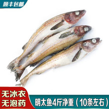 明太鱼冷冻一整箱狭鳕鱼棒子鱼延吉明太鱼鲜海鱼顺丰包邮鳕鱼批发