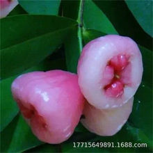 ɏ�F������޽Ӻڽ������~�t���ǰű������ͥԺ�е��G���@������