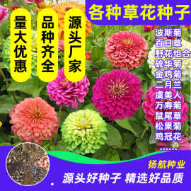 花卉波斯菊种子百日草硫华菊野花组合格桑花金鸡菊兰草花种子