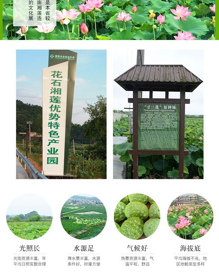Premium White Lotus Seeds with Core Bai Lian Zi 500g Dried Xiangtan Lotus Seed Kernels for Soup and Tea quality and texture