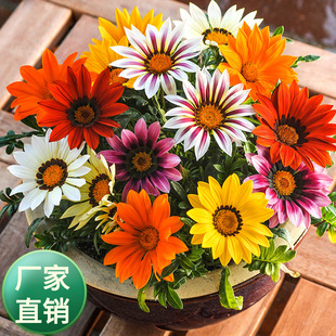 Arundum chrysanthemum seed mixed color perennial Arundum flower seed seed African sunflower potted flower flower seed flower seed