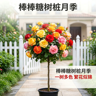 �¼��޽Ӱ����ǘ䘶�¼�õ���ɫ�������ļ��W�´������̨ͥԺ