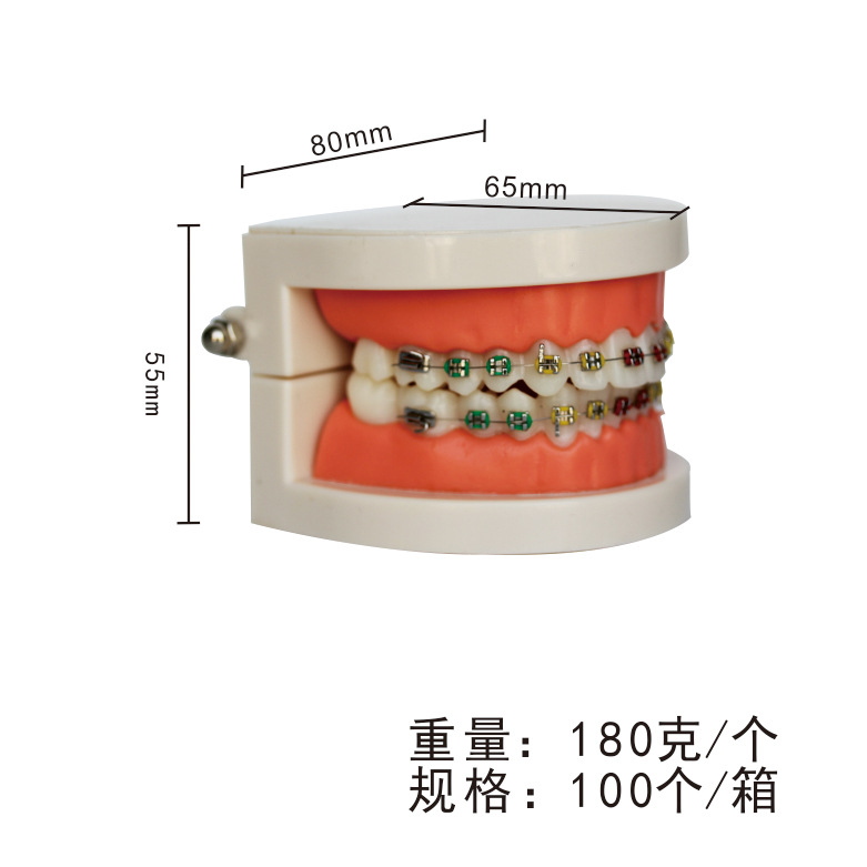 Orthodontic model Orthodontic dental model Metal-ceramic contrast bracket arch wire display model