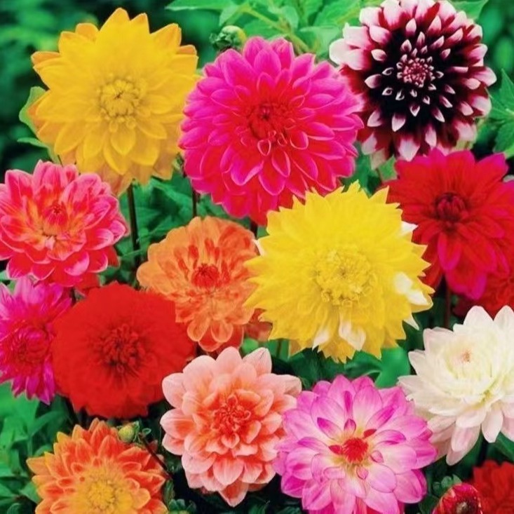 Venta al por mayor de semillas de flores y plantas eustoma malvarrosa peonía cobre dinero hierba margarita rosa sol peonía flor combinación de flores