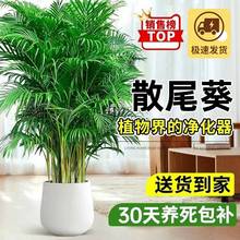 散尾葵大型盆栽富贵椰子植物凤尾竹绿植盆栽网红植落地物客厅批发