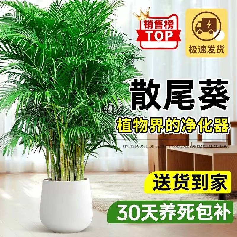 散尾葵大型盆栽富贵椰子植物凤尾竹绿植盆栽网红植落地物客厅批发