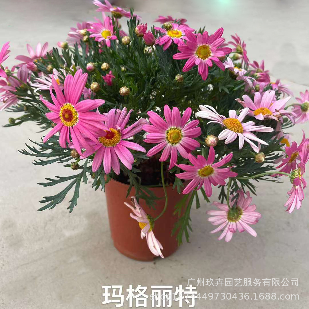 玛格丽特木茼蒿木春菊盆栽阳台庭院多年生易爆盆花卉四季开花绿植