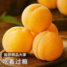 现摘砀山锦绣黄桃香甜多汁水果桃子孕妇脆甜新鲜当季蜜桃一件代发