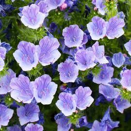 蓝蓟种子庭院花园阳台花种盆栽露地播花境容易种开花密集