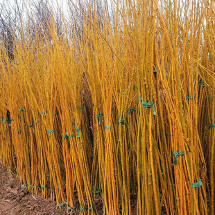 ���l�������l�S�𻱘���Ҏ���Rȫ��֦��С��¶�؈@���쾰�G������