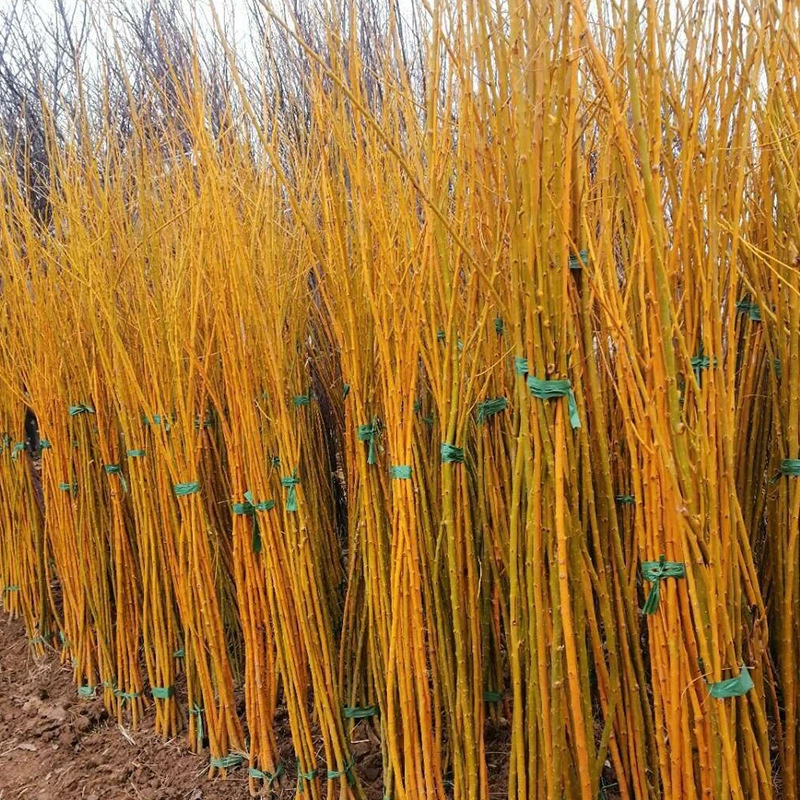 Оптовая база Оптовая рассада Золотой софоры японской Полные характеристики Рассада Золотой софоры японской Открытое поле Пейзаж Озеленение рассады