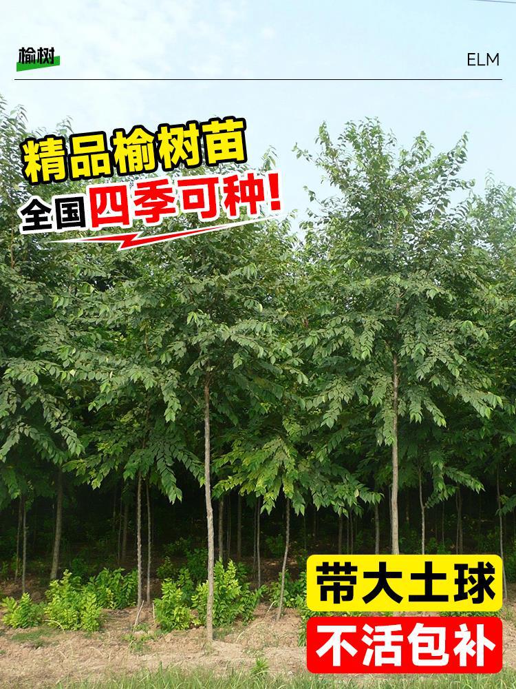 榆钱树苗小叶榔榆树苗可食用白榆盆栽行道绿化植物风景树庭院大树