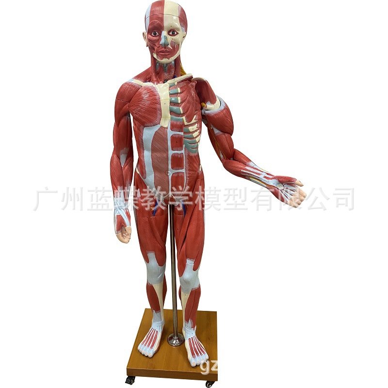 ����ȫ�����⸽����ģ��ҽѧ��ѧ�������弡������������170CM