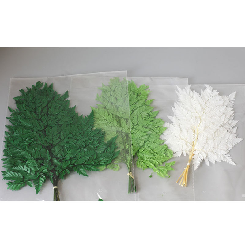 Yongsheng fleur Alpine mouton dent feuille petite fougère feuille dragon barbe herbe aromathérapie cadre photo fleur séchée bricolage matériel paquet accessoires